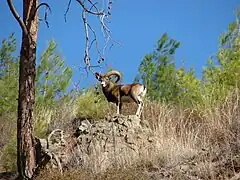 Mouflon corse