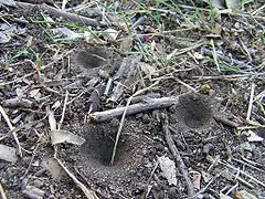 Pièges en entonnoir de larves de fourmilion
