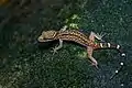Gecko cyrtodactylus oldhami