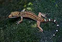Description de l'image Cyrtodactylus oldhami by Rushen, Thailand (cropped).jpg.