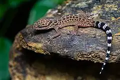 Gecko Cyrtodactylus peguensis.