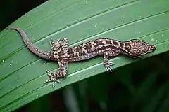 Description de l'image Cyrtodactylus quadrivirgatus, Four-striped bent-toed gecko - Bang Lang National Park (50770104656).jpg.