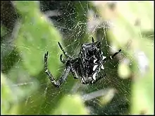 Cyrtophora citricola sur sa nappe à mailles carrées. Ténérife, Canaries