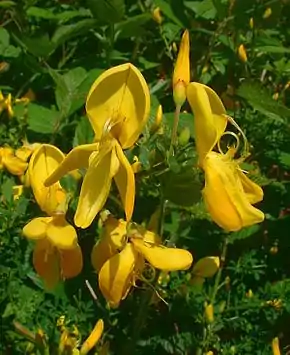 Papilionacée (Cytisus scoparius)