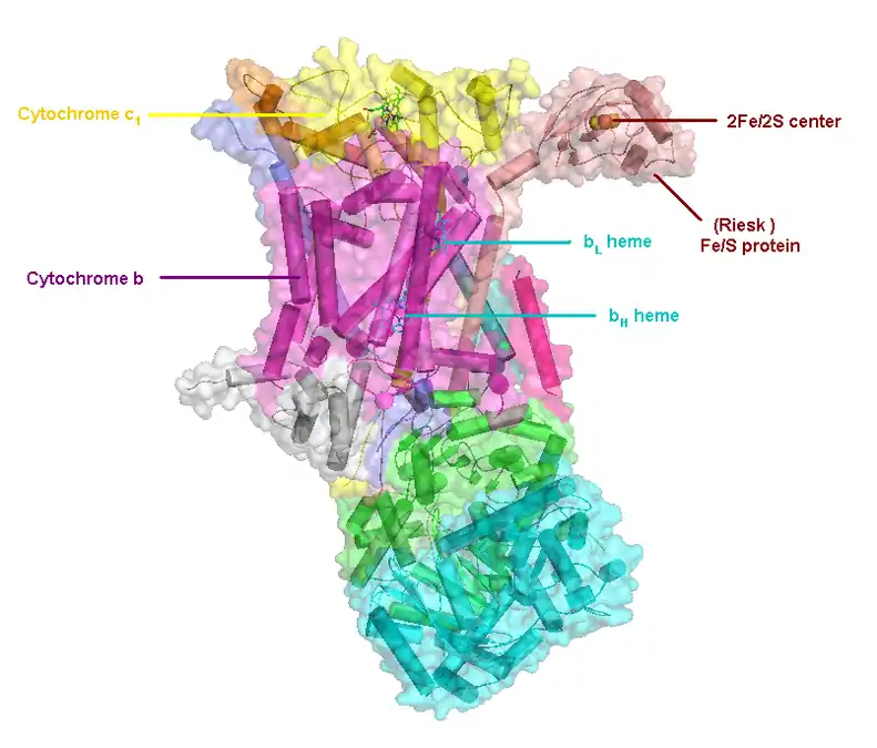 (en) Localisation des protéines et cofacteurs du complexe III : cytochrome c1, cytochrome b, centres fer-soufre, protéine de Rieske, hème bL et hème bH.
