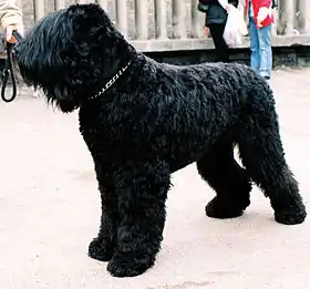 Terrier noir russe