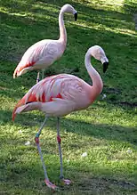 Flamants du Chili (Phoenicopterus chilensis)