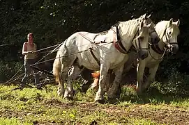 Démonstration de débardage, en France