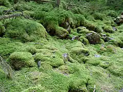 Lieu-dit la Glacière.