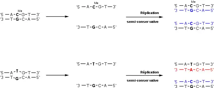 Dans une cellule, si une 5-méthylcytosine de l'ADN désamine en thymine sans que cela soit corrigé et que la division cellulaire a lieu, une mutation GC → AT apparaît dans la cellule fille possédant le brin d'ADN mère sur lequel s'est produit la transition.