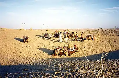 Dromadaires prêts pour une promenade dans le désert du Thar, près de Jaisalmer.