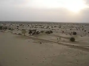 Gazelles chinkara dans le désert au Rajasthan en novembre 2019.