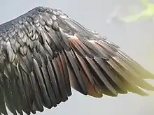 Détail du plumage