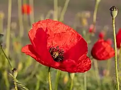 Autre fleur épanouie sur le bord d'un champ en Allemagne.