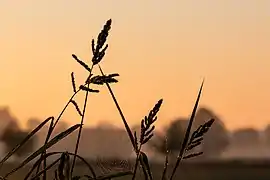 Brins d'herbe et toile d'araignée au lever du Soleil dans le village de Börnste, Kirchspiel, Dülmen.