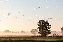 Au lever du soleil dans un ciel clair des oies avancent en lignes.