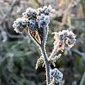 Phacelia tanacetifolia et gel, à Dülmen, Allemagne. Décembre 2016.