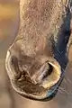 Naseaux d'un poney de Dülmen.