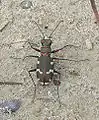 Cicindela hybrida.