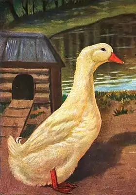 Canard de Pékin allemand (mâle)