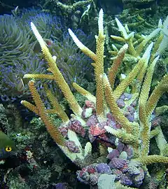 Gastéropodes Druppela rugosa dévorant des coraux branchus Acropora