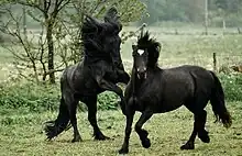 Deux chevaux noirs dans leur pré, celui de gauche se cabre.
