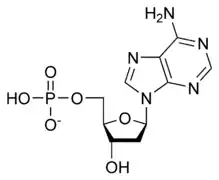 Image illustrative de l’article Désoxyadénosine monophosphate