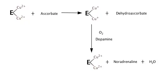 En l'absence d'oxygène, la dopamine ou d'autres substrats de l'enzyme et de l'ascorbate mélange produit enzymatique réduite et dehydroascorbate. Exposer la réduction de l'enzyme à l'oxygène et les résultats de la dopamine dans l'oxydation de l'enzyme et de la formation de la recapture de la noradrénaline et de l'eau, et cette étape ne nécessite pas l'ascorbate.