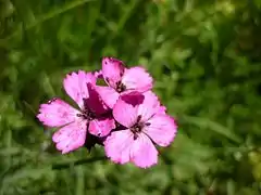 Œillet de poète (Dianthus barbatus)