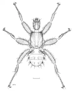 Description de l'image DIPT Mystacinobiidae Mystacinobia zelandica m.png.