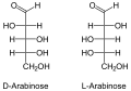 D et L arabinose