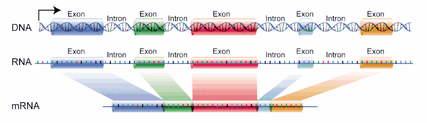 (en) L'ADN est transcrit en ARN qui, chez les eucaryotes, est épissé en ARN messager.