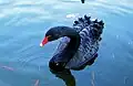 Cygne noir dans l'eau