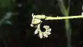 Inflorescence de Raputia aromatica (détail)