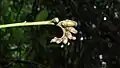 Inflorescence de Raputia aromatica