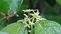 Fleur femelle âgée et jeune inflorescence de Sagotia racemosa