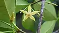 Fleur de Malouetia tamaquarina