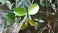 Jeunes feuilles de Malouetia tamaquarina