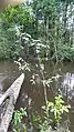 Pied de Malouetia tamaquarina au bord de la Mataroni (Régina, Guyane)