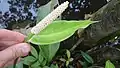 Inflorescence de Spathiphyllum humboldtii