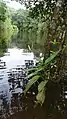 Pied de Spathiphyllum humboldtii au bord de la Mataroni (Régina, Guyane)