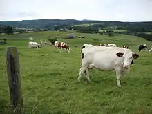 Photo couleur d'un troupeau au pré. La vache au premier plan est blanche avec de petites taches rouges sur les oreilles et l'arrière-train.