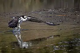 Balbuzard pêcheur.