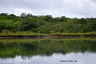 Photographie couleur d'une forêt tropicale en bord d'un cours d'eau.