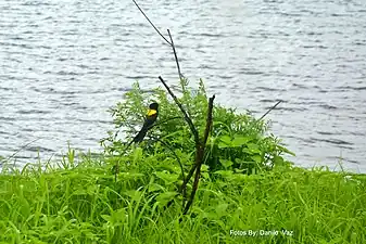 Photographie couleur d'un oiseau noir à tache jaune perché sur un buisson au bord d'une étendue d'eau.