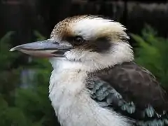 Kookaburra