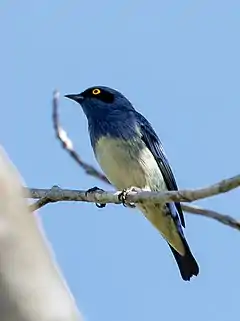 Description de l'image Dacnis albiventris - White-bellied dacnis, male; Beruri, Amazonas, Brazil.jpg.