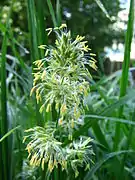 Dactyle en pleine floraison