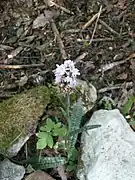 Orchis de Fuchs