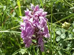 Orchis de Fuchs